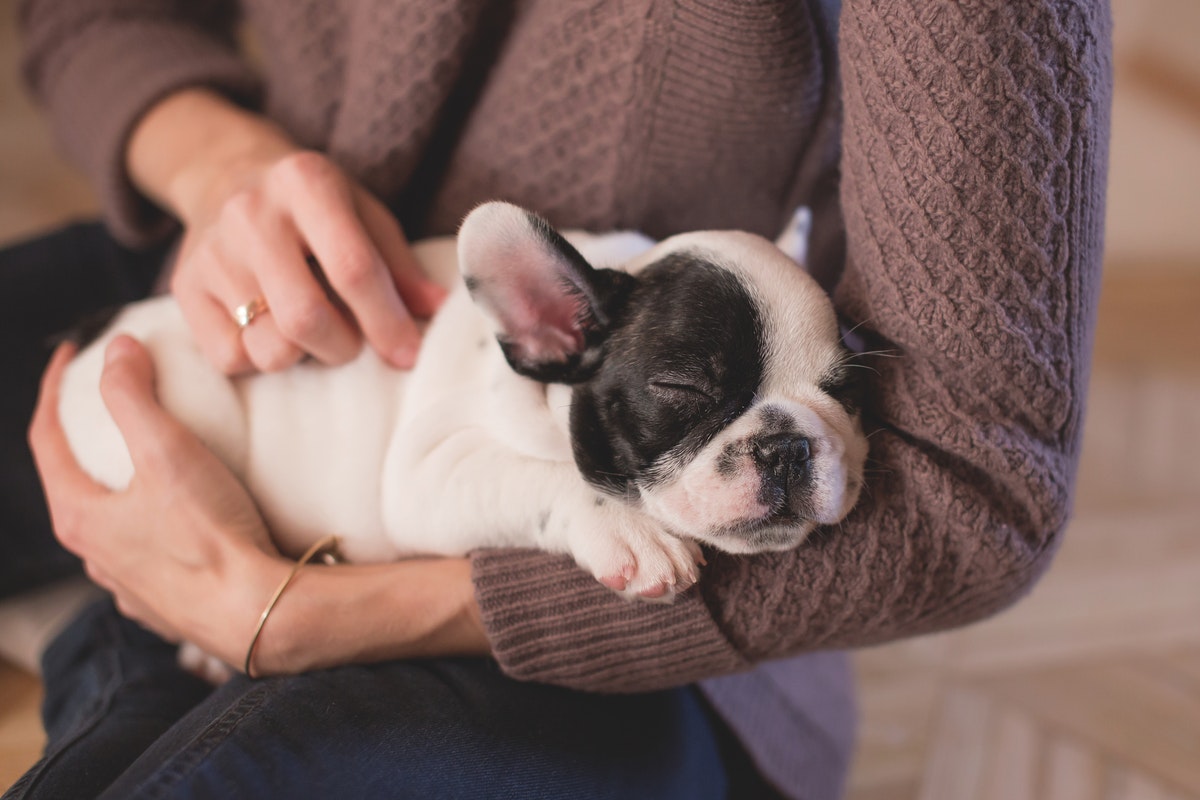 Six Things to Do that Make Living with a Dog in an Apartment Much Easier