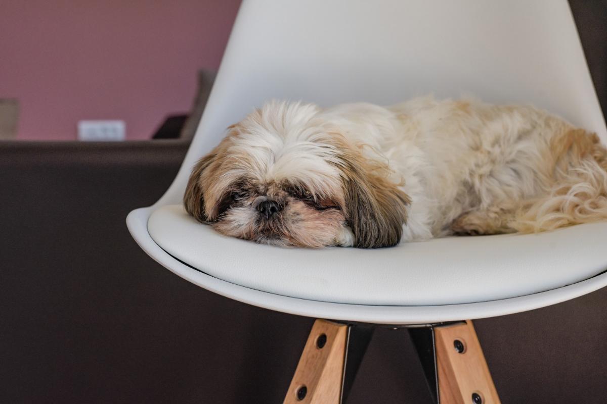 Why Your Dog Will Sleep When You're Away From Your Apartment
