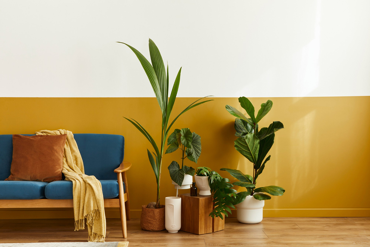 How To Find The Best Plants for Your Apartment