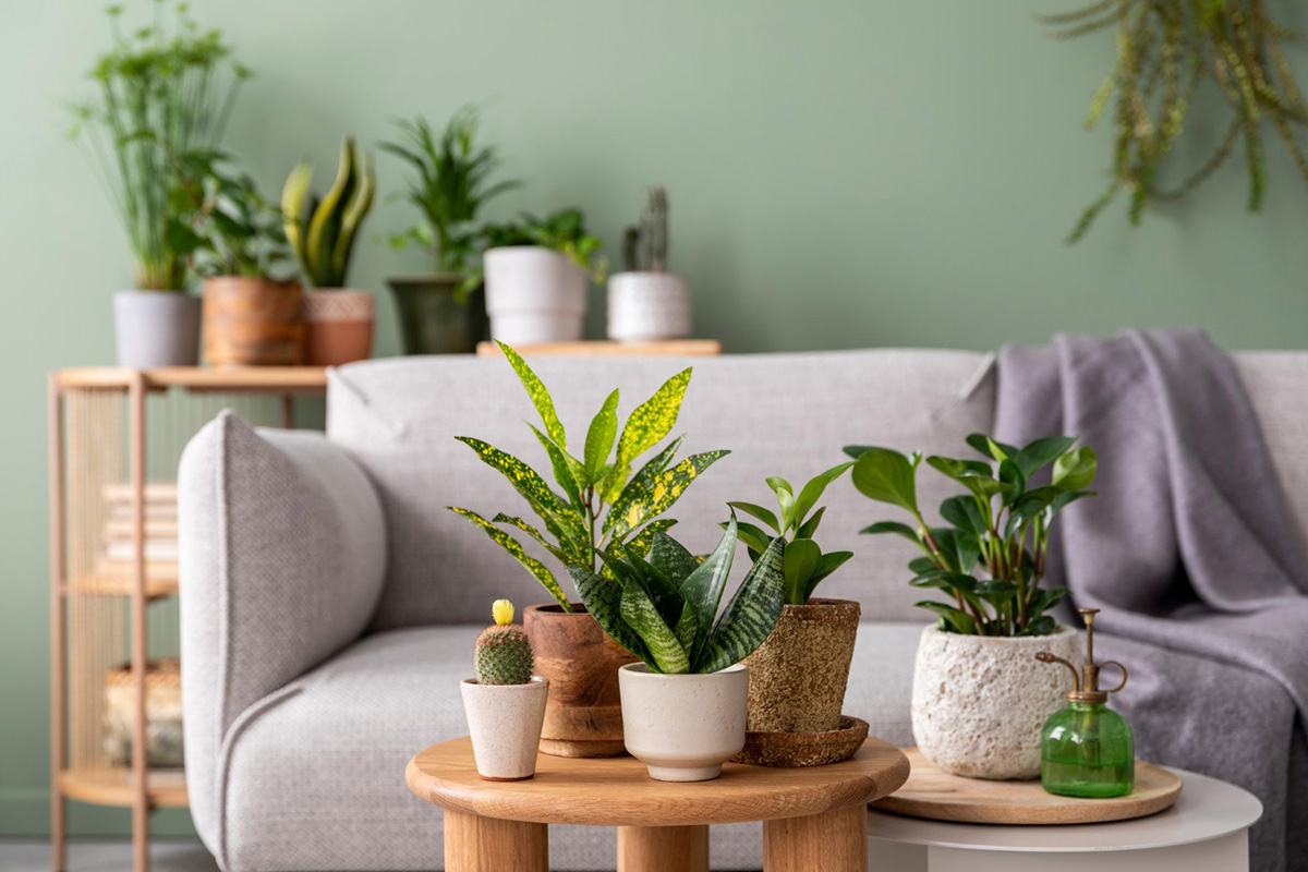 Apartment Renter's Top Houseplants Picks