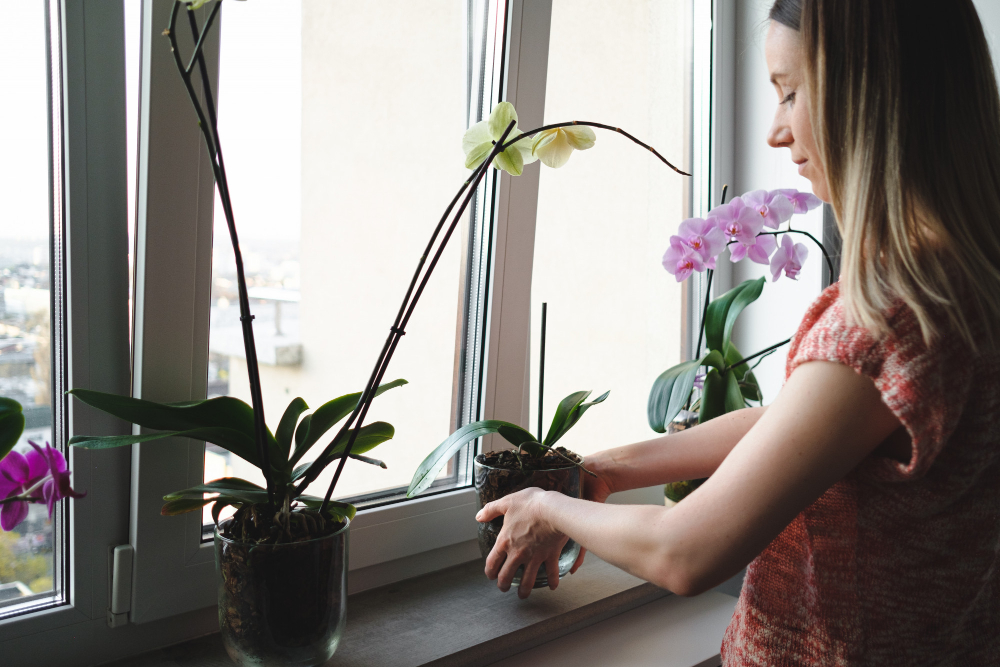 Elevate Your Apartment Living & Rethink Your Window Sills